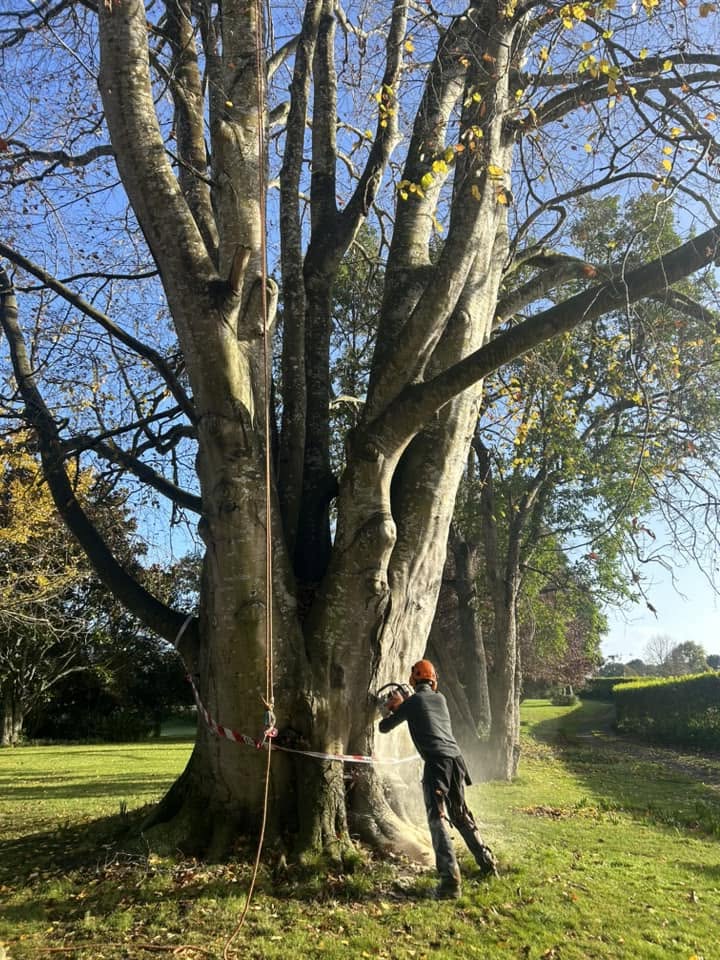 Tree removal Cambridge Waikato